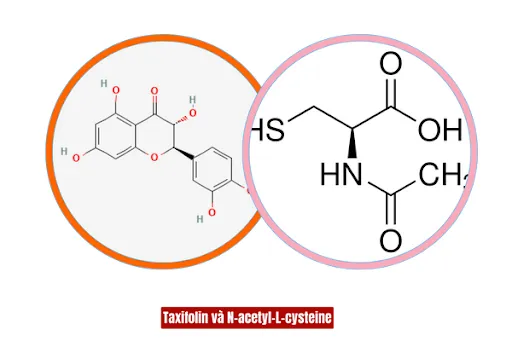 Sử dụng sản phẩm thảo dược chứa bộ đôi Taxifolin và N-acetyl-L-cysteine giúp hỗ trợ điều trị buồng trứng đa nang